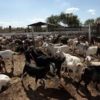 GOAT-FARMING-BUSINESS-PLAN-IN-NIGERIA