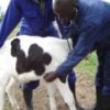 GOAT-FARMING-BUSINESS-PLAN-IN-NIGERIA-2