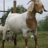 GOAT-FARMING-BUSINESS-PLAN-IN-NIGERIA-3-971x1024
